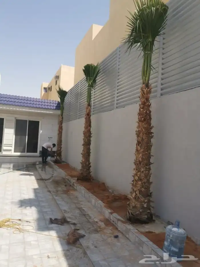 اشجار نخيل واشنطونيا ونخل عربي 5