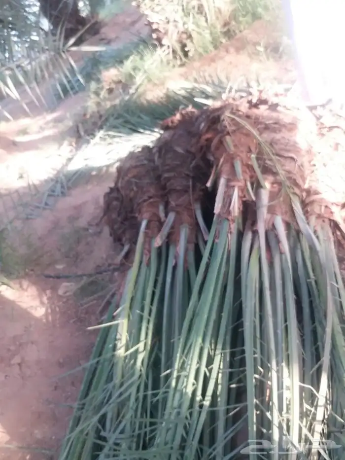 فروخ نخل جثايث نقايل 3