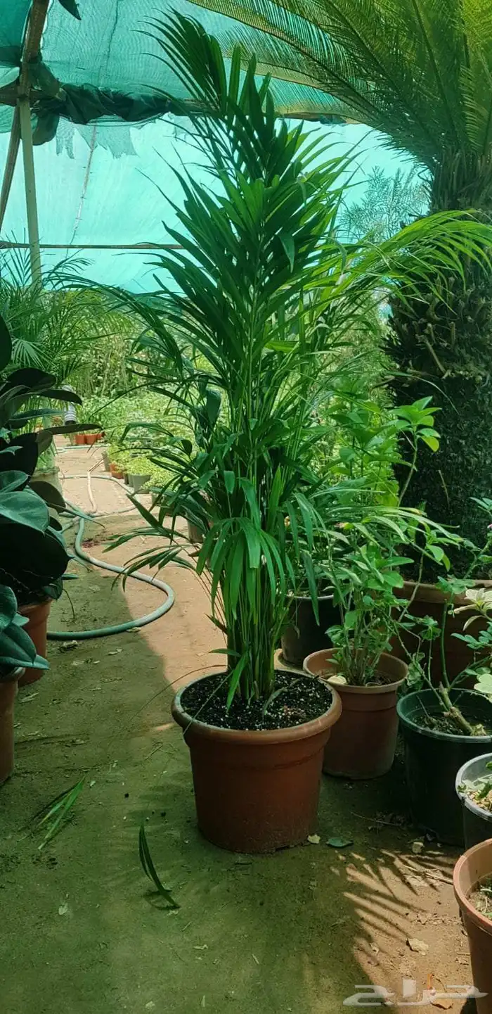 نخل واشنطن أمريكي ونخل عربي مثمر ونخل ملوكي واشجار 9