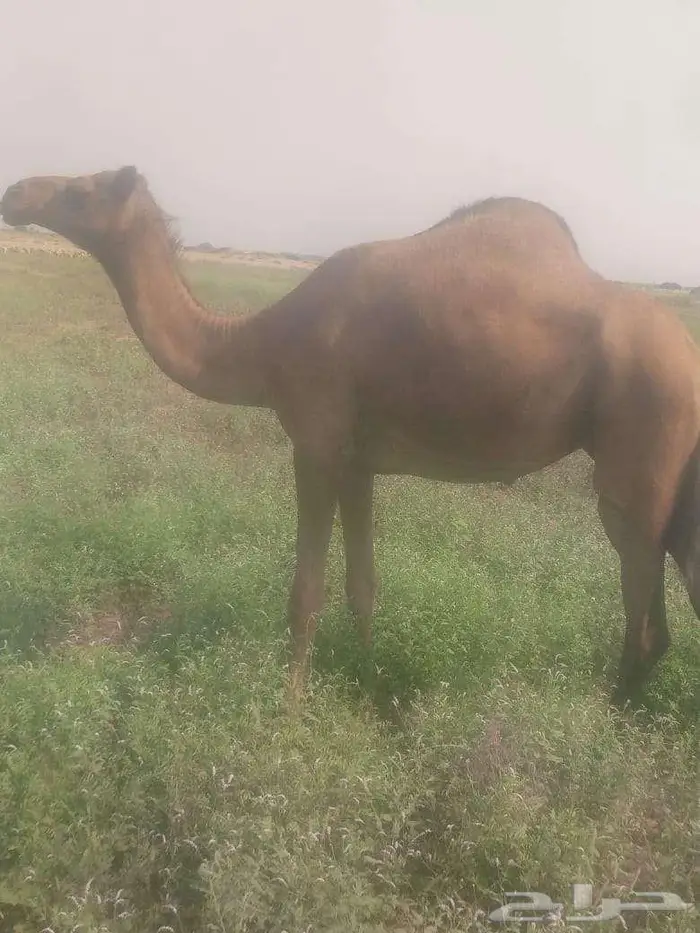 بكرة للبيع 0