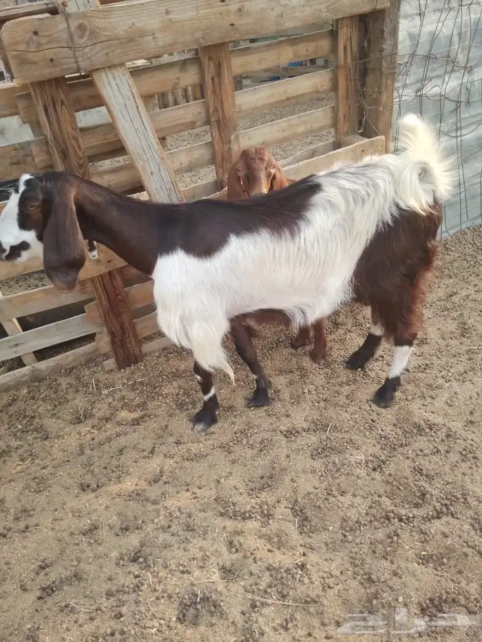 عنز مصرية تم البيع 0