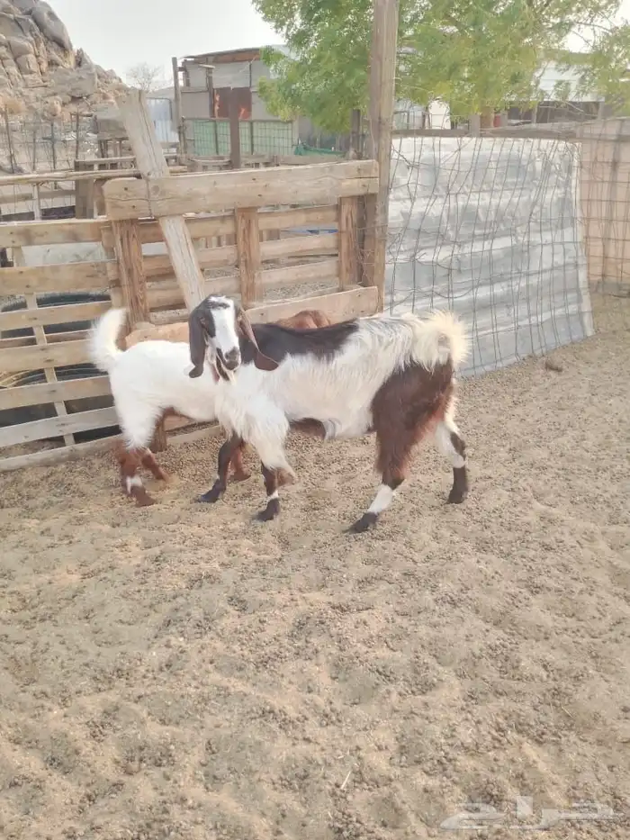 عنز مصرية تم البيع 1