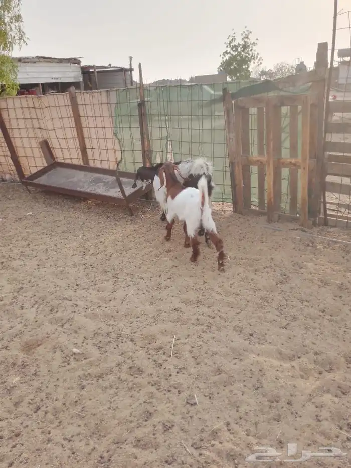 عنز مصرية تم البيع 3