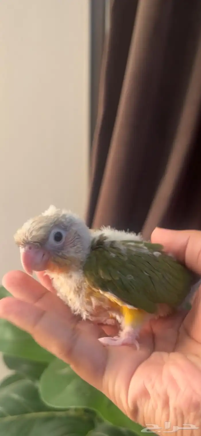 فرخ كنيور اناناس رد فاكتر حجم وصبغه 1