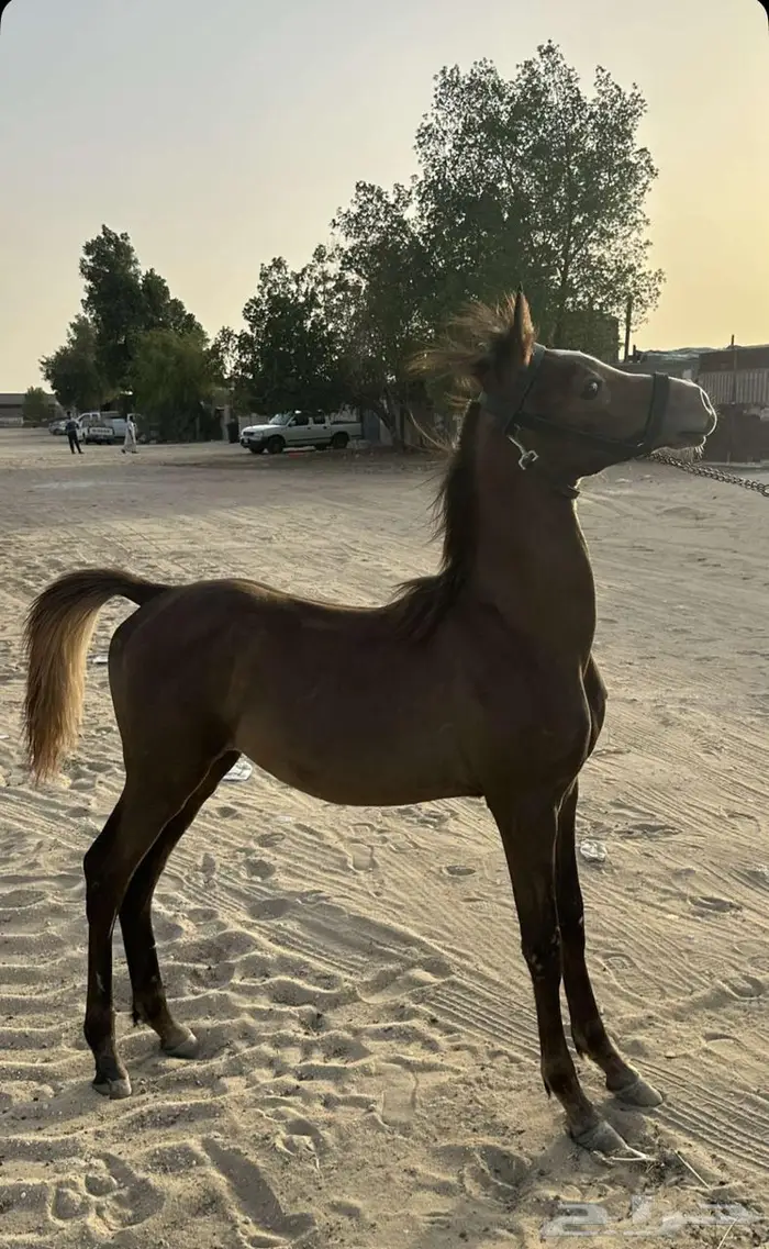 خيل 0