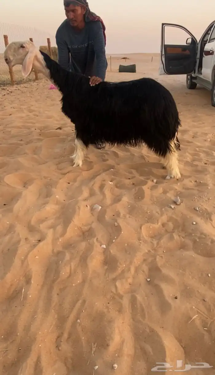 جذعة نجدية 0