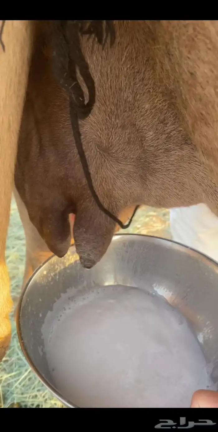 للبيع صفراء عشرا تحتها قعود 3