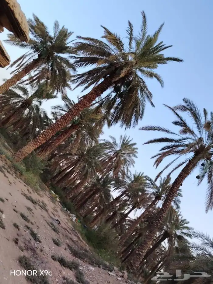 نخل بحجام كبيره من مترين الا خمسه متر 6