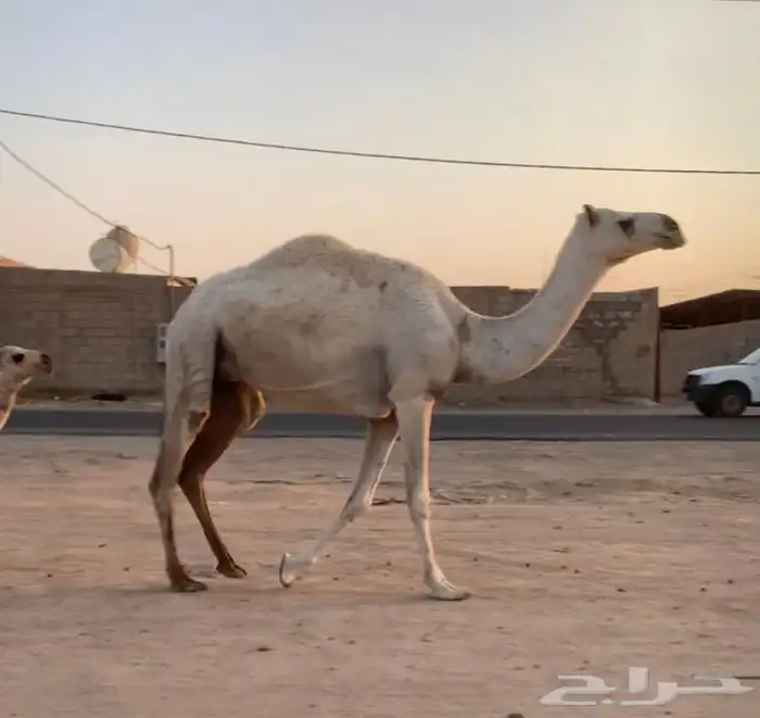 عشراء ثنيه تحتها قعود 1
