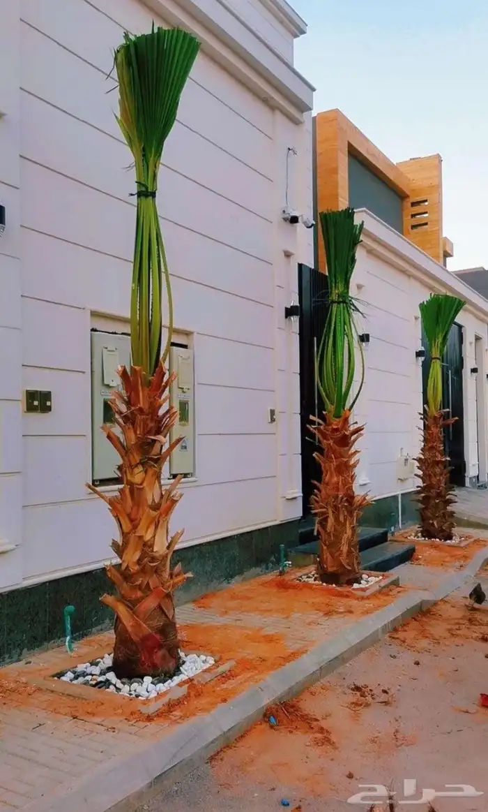 نخل نخيل واشنطن 6