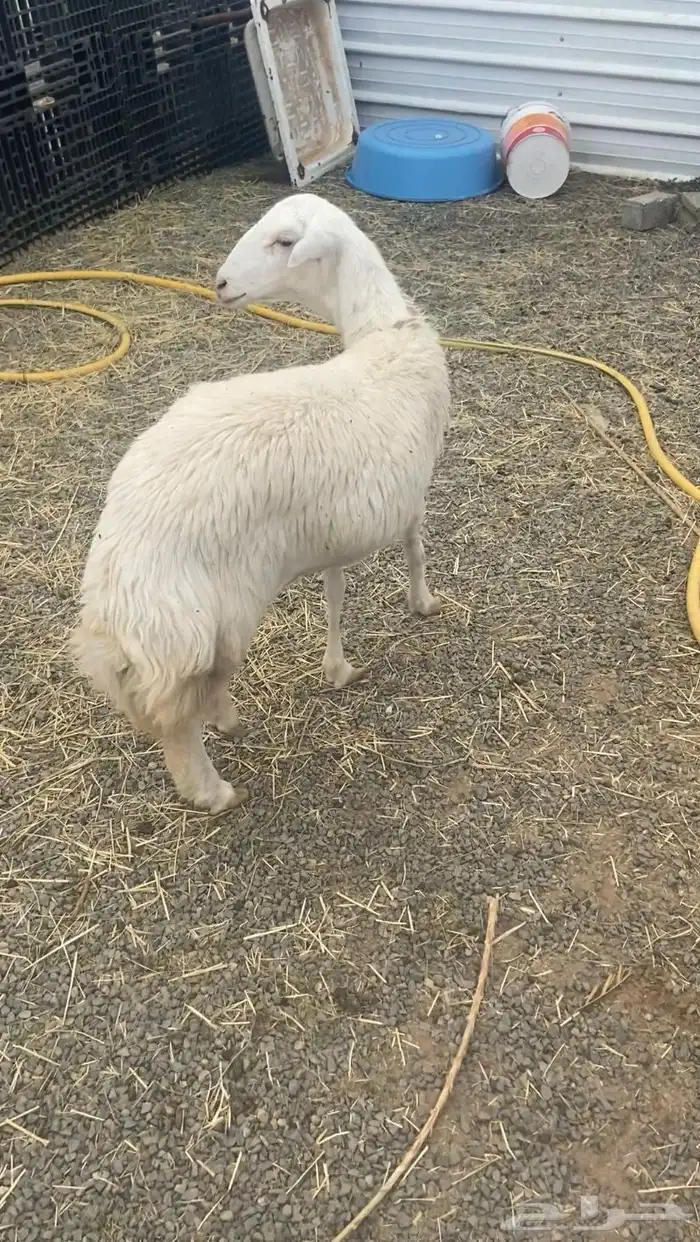 رخل حرشا 0