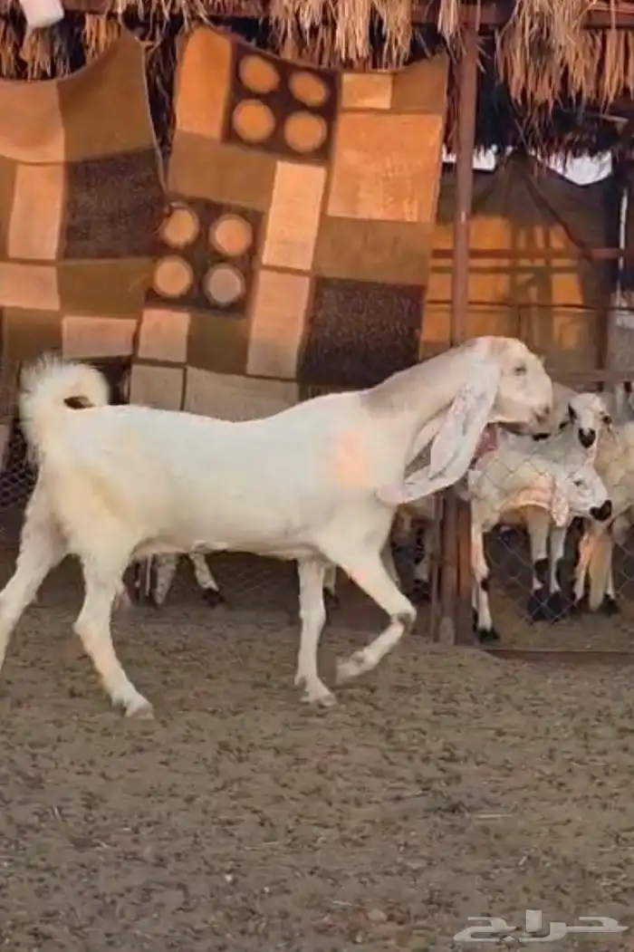 عنزين طيبات 1