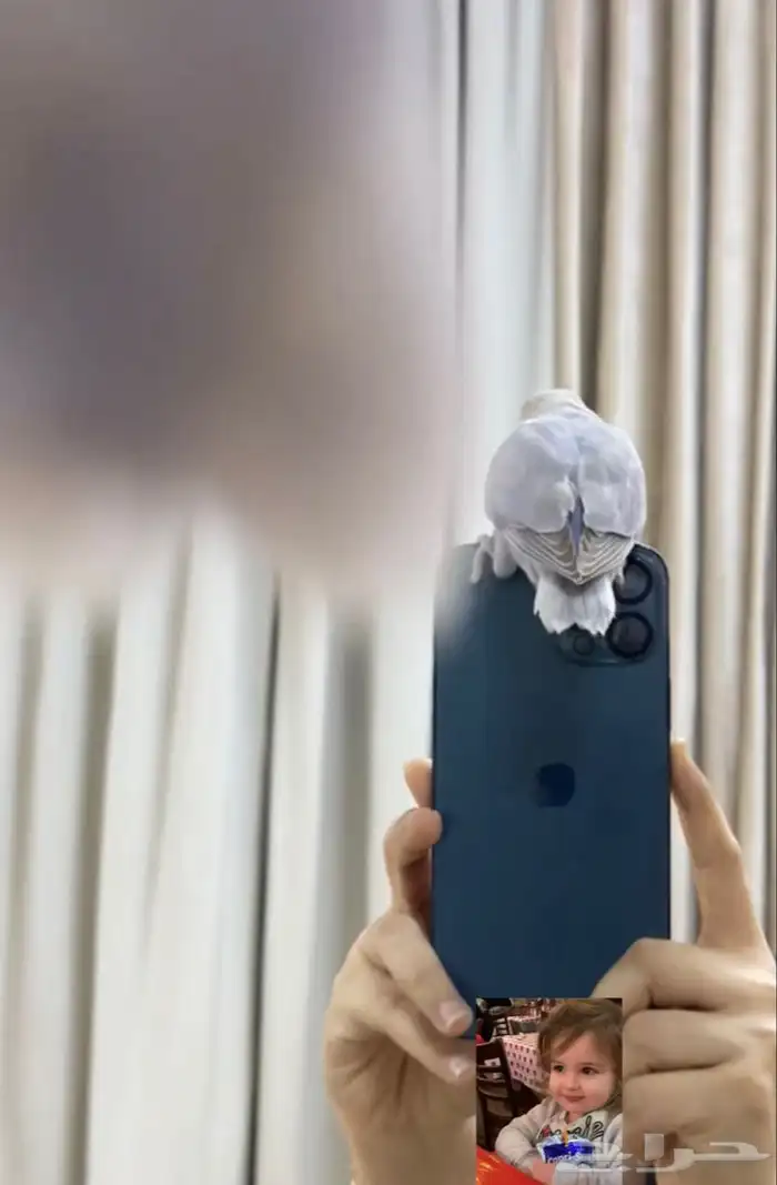 روز مفطوم وهدد داخلي.. 4