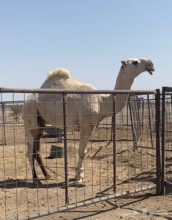 قعود جذع عوني 0