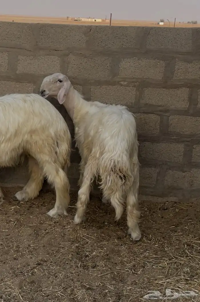 مشروع فحل نجدي ( عيسي ) 5