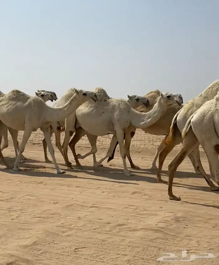 ابل ذود وضح كفو وطيبه للبيع 8