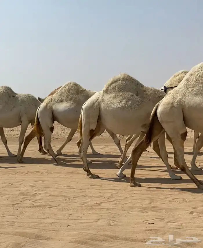 ابل ذود وضح كفو وطيبه للبيع 7