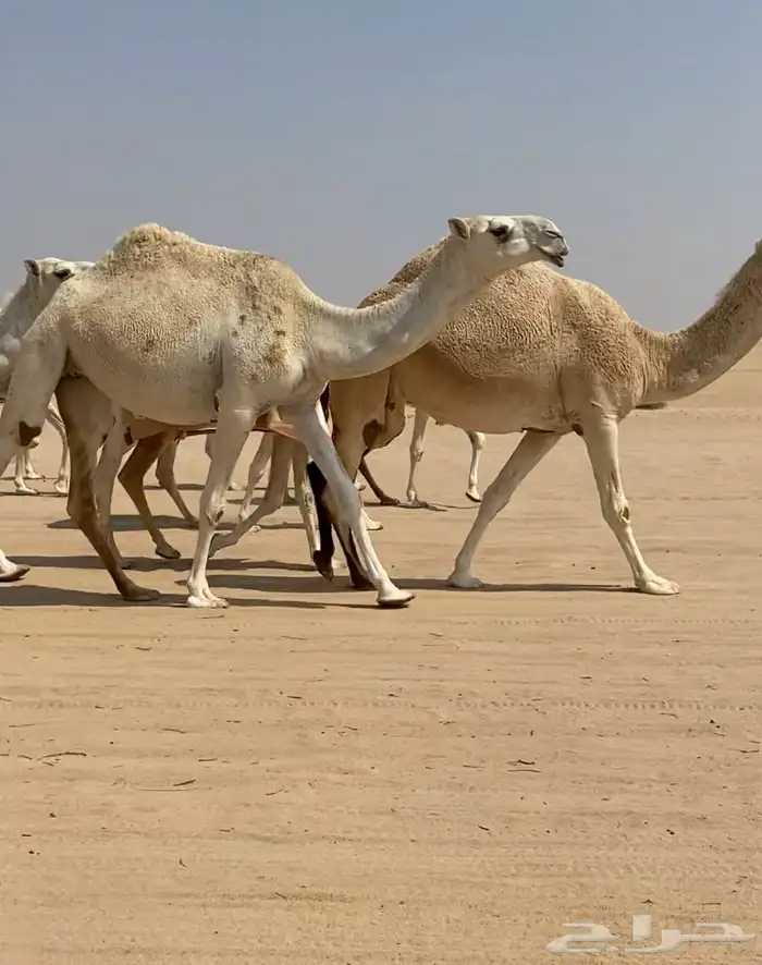 ابل ذود وضح كفو وطيبه للبيع 15