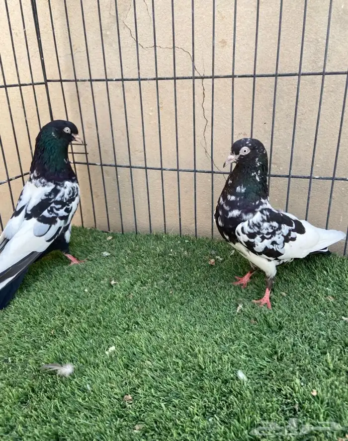 جوز رامبوري مستوى بطل 4