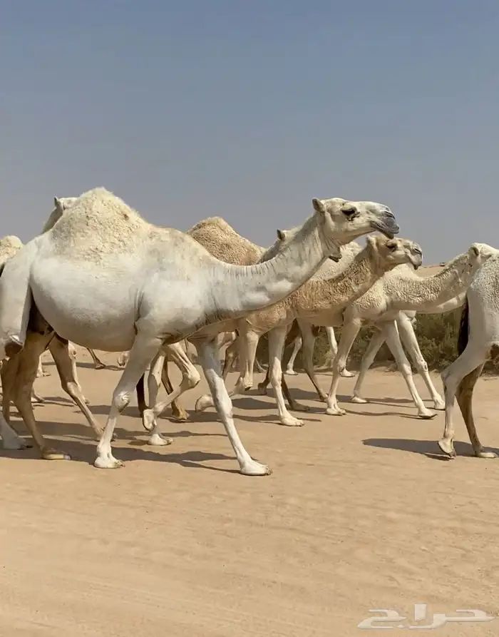 ابل ذود وضح كفو وطيبه للبيع 1