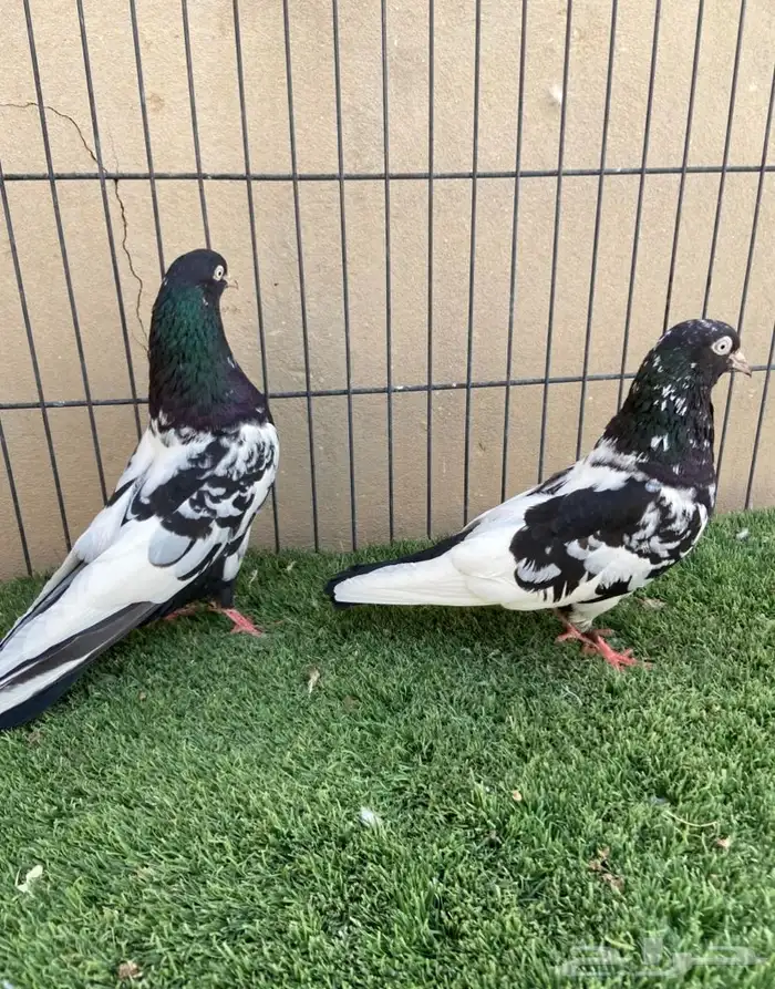 جوز رامبوري مستوى بطل 3