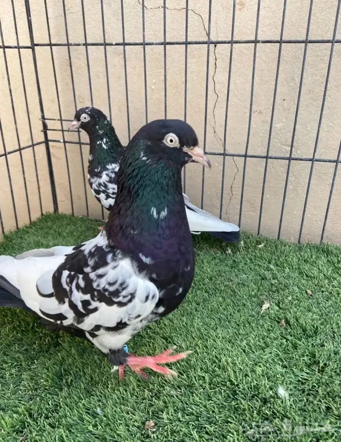 جوز رامبوري مستوى بطل 2