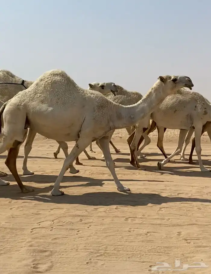 ابل ذود وضح كفو وطيبه للبيع 2