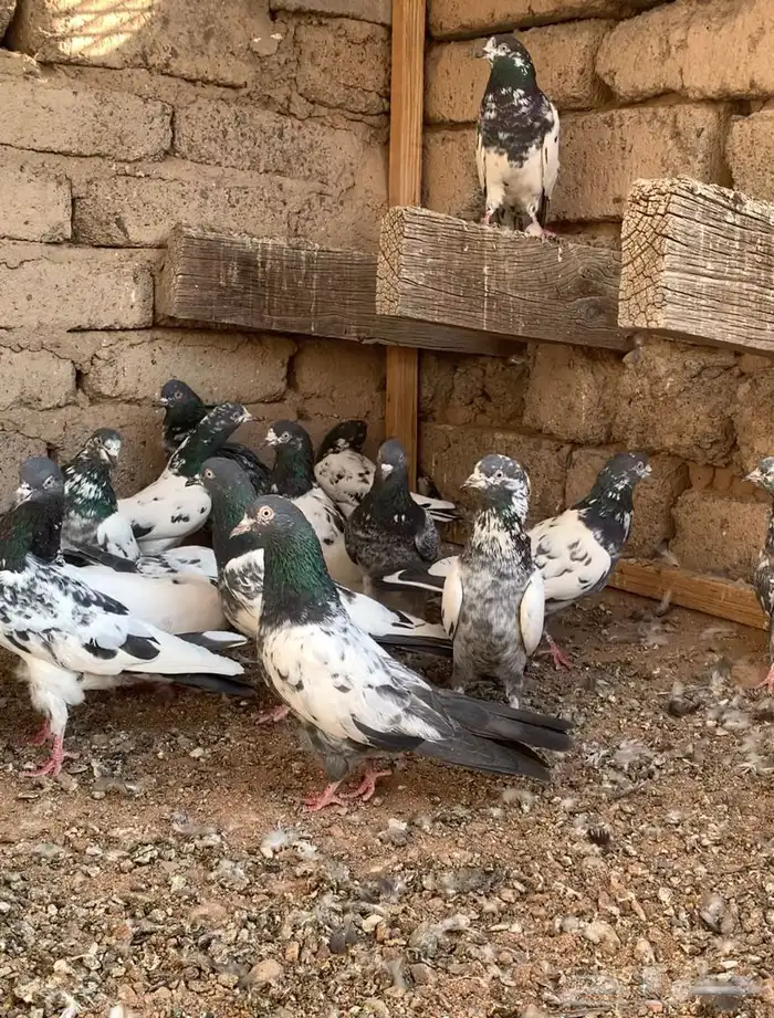 مجموعة حمام باكستاني 0