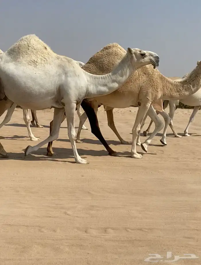 ابل ذود وضح كفو وطيبه للبيع 9