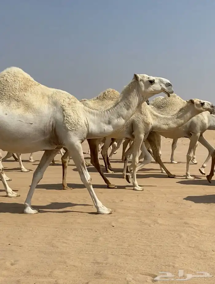 ابل ذود وضح كفو وطيبه للبيع 16