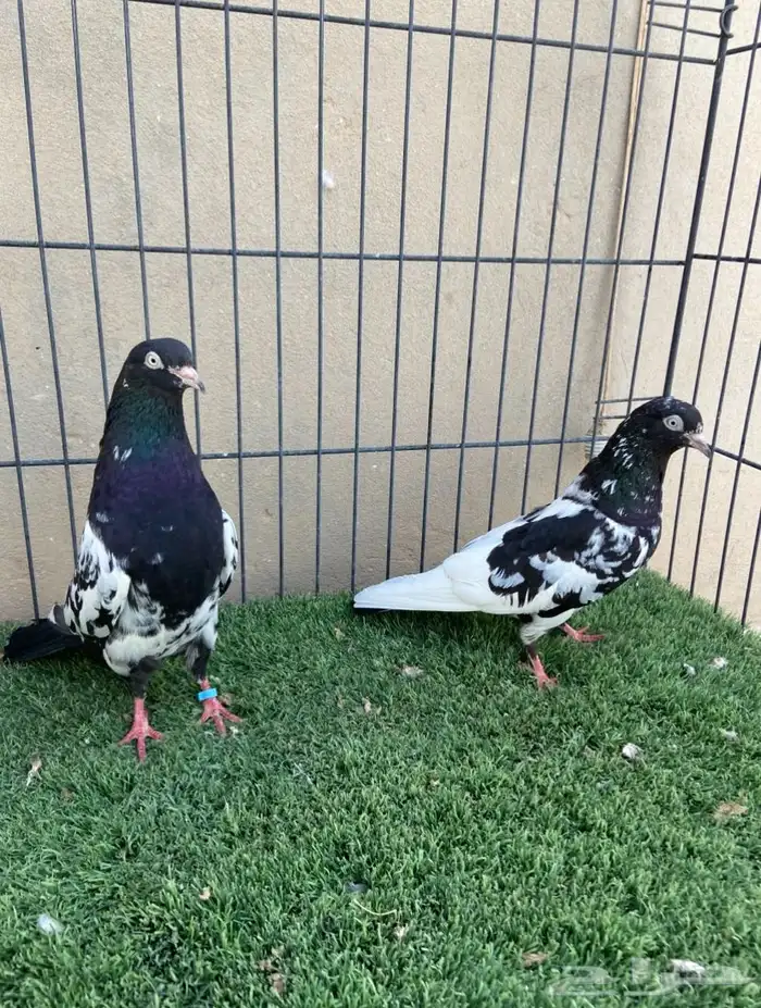 جوز رامبوري مستوى بطل 0