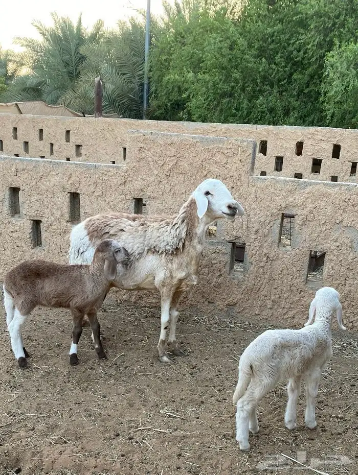 شاه جرم تحتها رخال سواكل 0