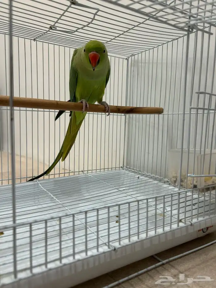 ببغاء الدره 1