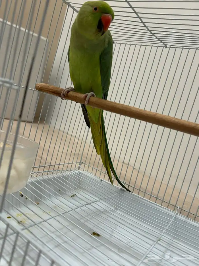 ببغاء الدره 0