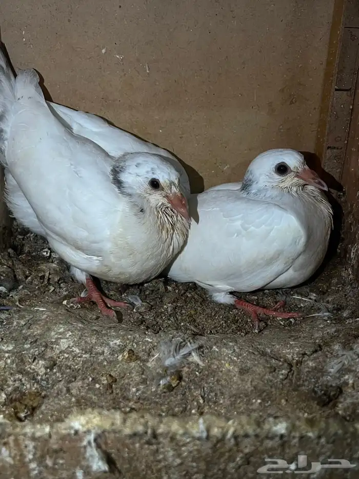 حمام مشاكيل قطايف باكستان لاحم انتاجه 95 بالميه شرط ازواج م 1