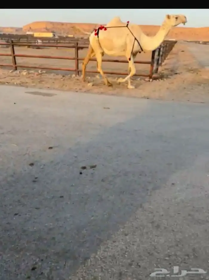 لقحه ملاقي كفو 1