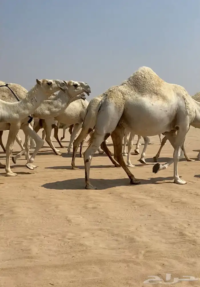 ابل ذود وضح كفو وطيبه للبيع 10