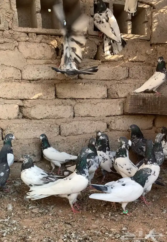 مجموعة حمام باكستاني 1