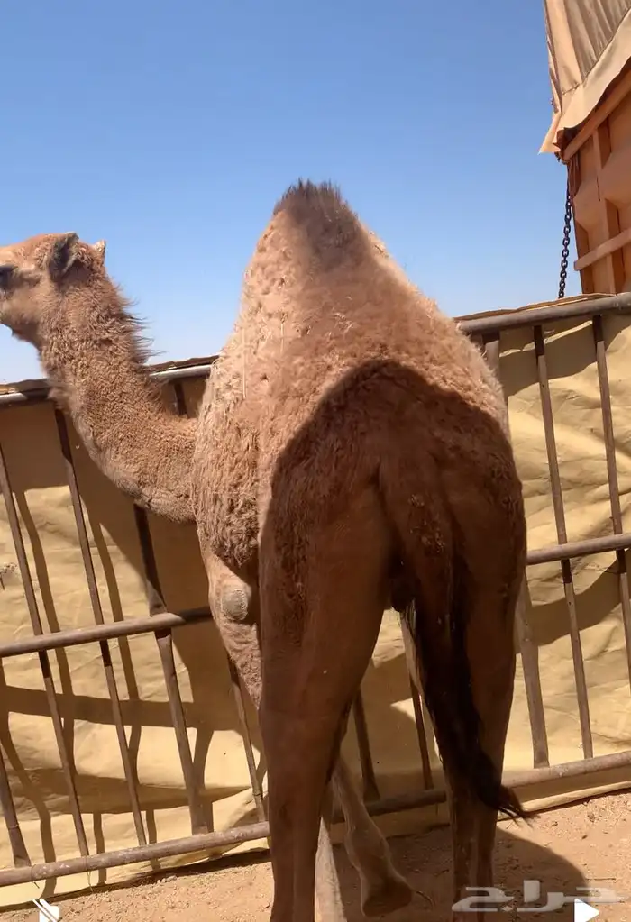 قعود للبيع 1
