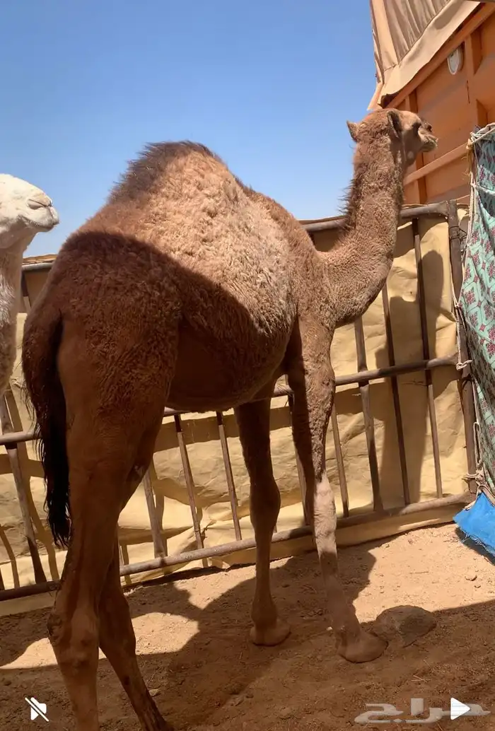 قعود للبيع 0