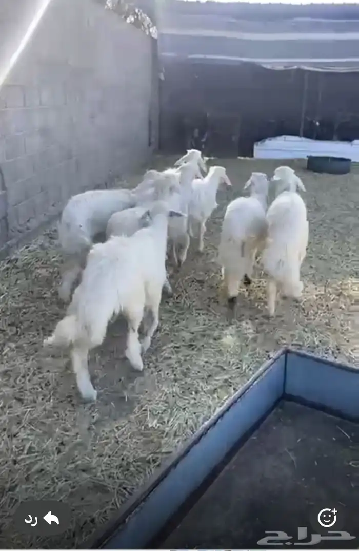 خرفان صفر 1