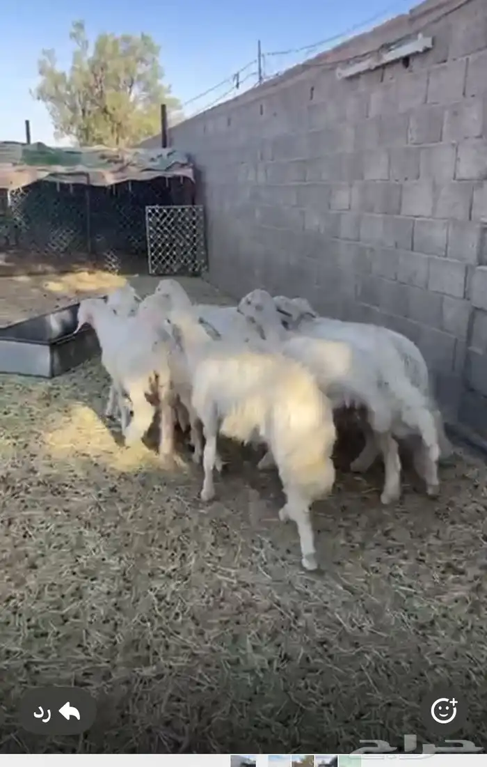 خرفان صفر 2