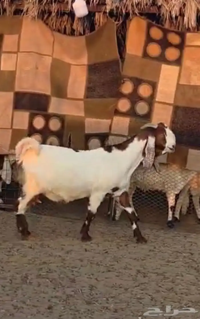 عنزين طيبات 0