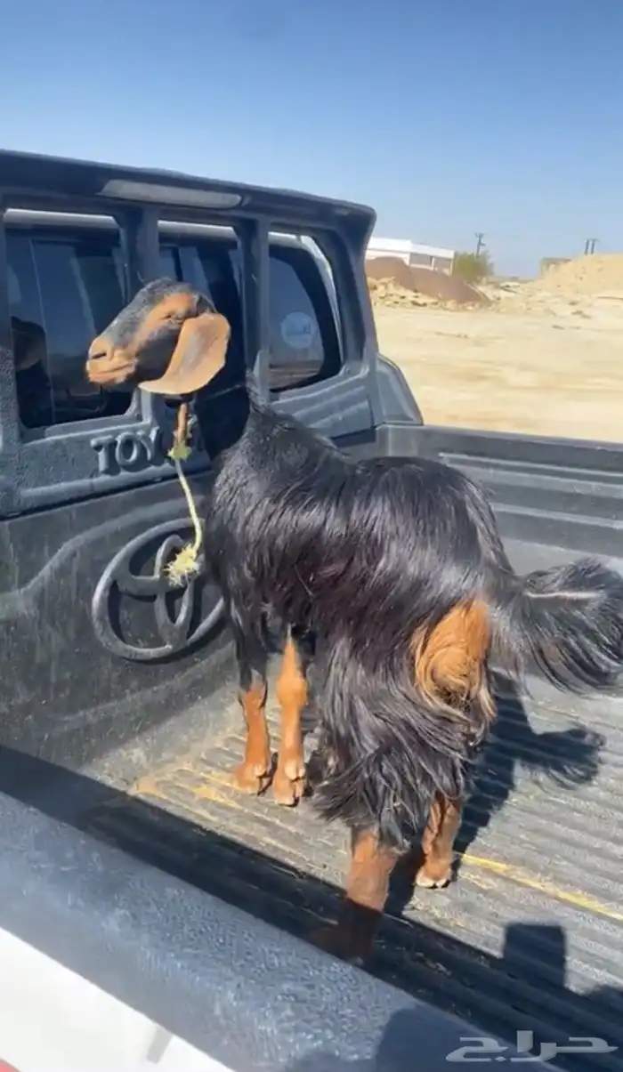 عناق زبده حلال بر وين إلى يدور الحمه البيضاء عمره 5 شهور 0