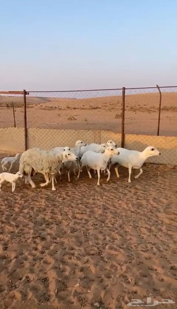 شياه للبيع 0