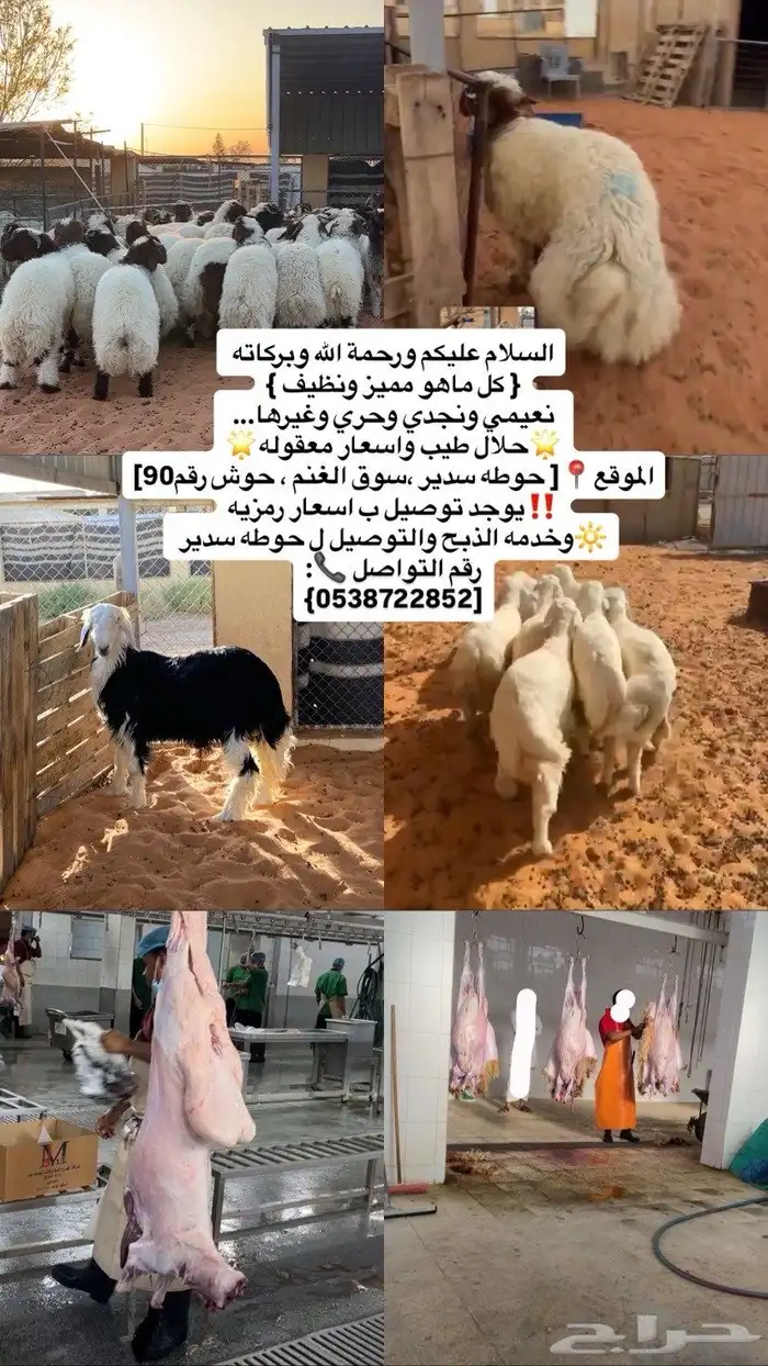 ذبايح بلدي فاخره 0