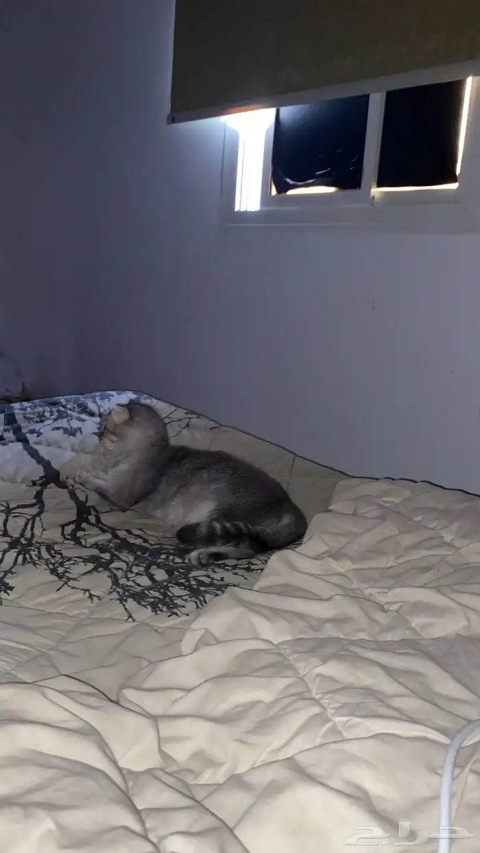 قطه للتبني شروط التبني مخافه الله فيها 1