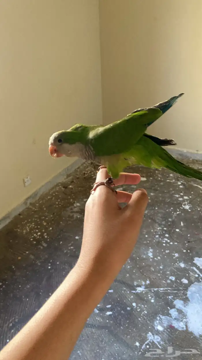 للبيع كويكر البيع سمح جدا 400  متكلم 2