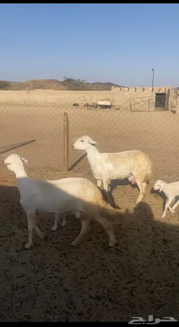 رخلين جذعات تحتها خروف ورخل 0