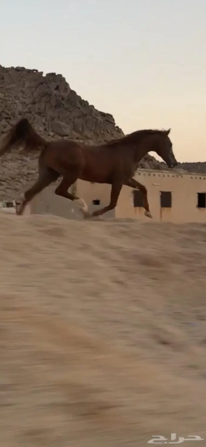حصان سباقات 5